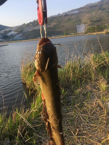 ナマズの釣果