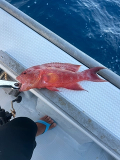 オジロバラハタの釣果