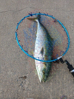ワラサの釣果
