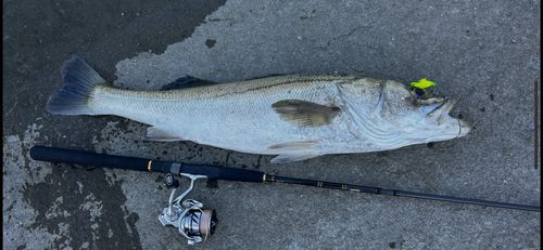 スズキの釣果