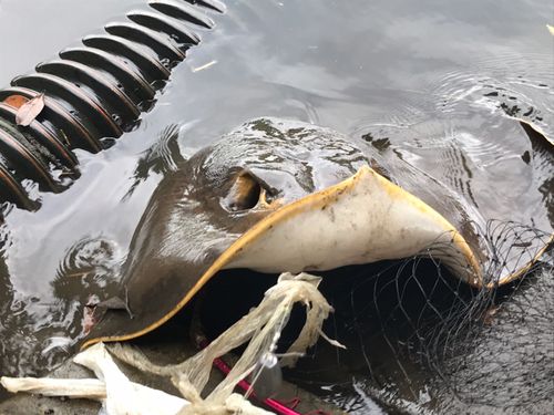 アカエイの釣果