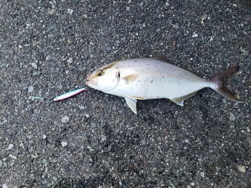 ショゴの釣果