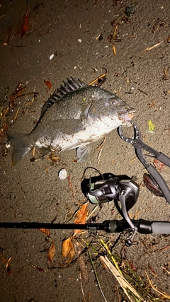 キビレの釣果