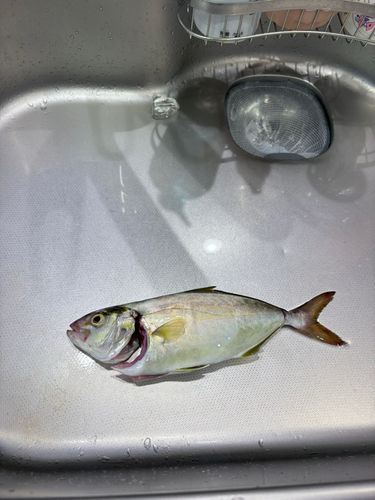 ショゴの釣果