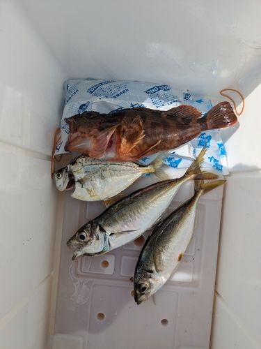 ヒイラギの釣果