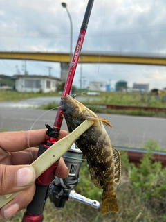 アイナメの釣果