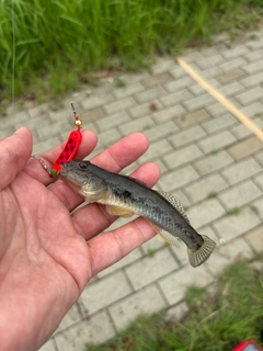 マハゼの釣果