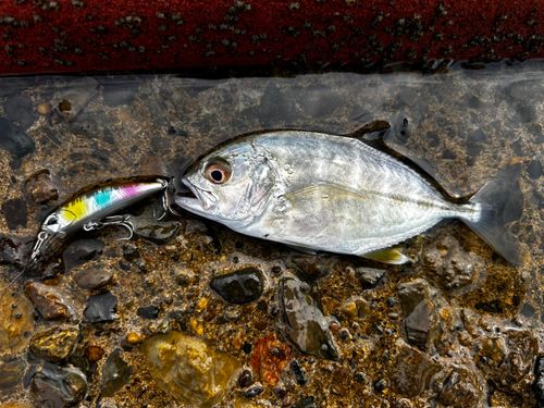メッキの釣果