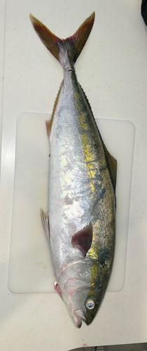 イナダの釣果
