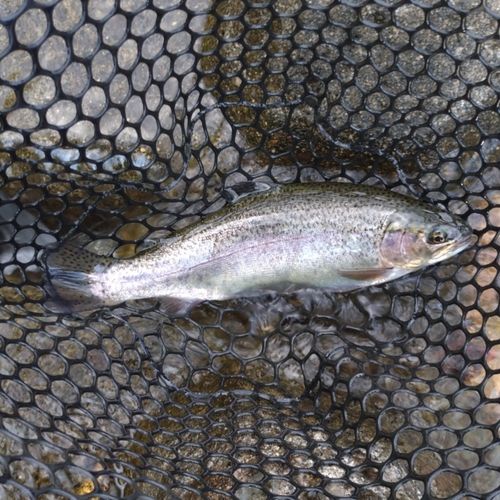 ニジマスの釣果