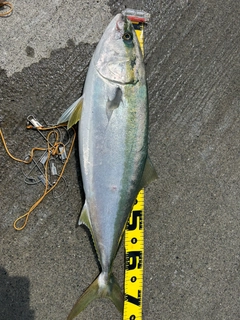 ワラサの釣果