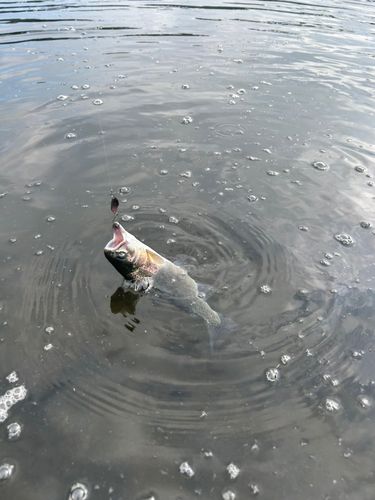 ニジマスの釣果