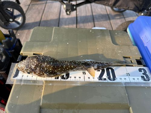クサフグの釣果
