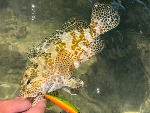 カンモンハタの釣果
