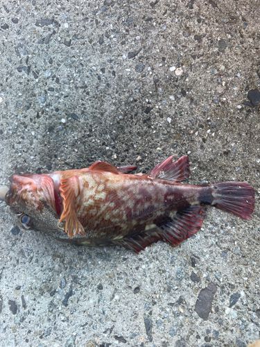 カサゴの釣果