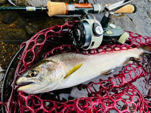 ニジマスの釣果