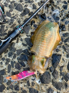 アオリイカの釣果