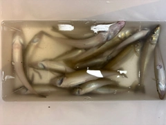 シロギスの釣果