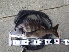 クロダイの釣果