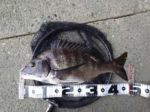 クロダイの釣果