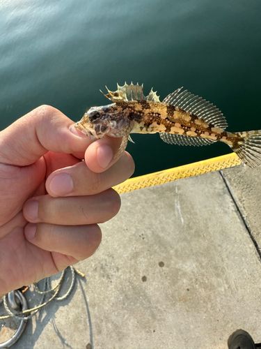 アナハゼの釣果