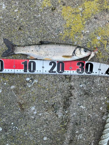 アメマスの釣果