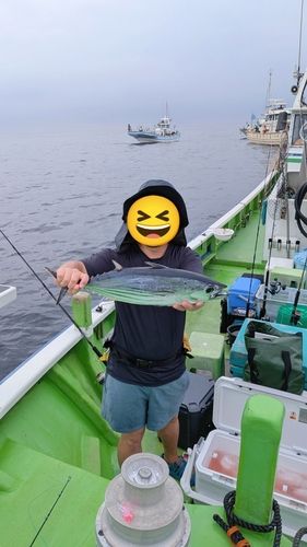 カツオの釣果