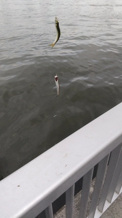 カタクチイワシの釣果