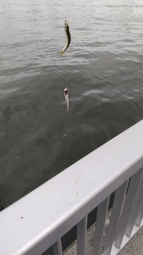 カタクチイワシの釣果