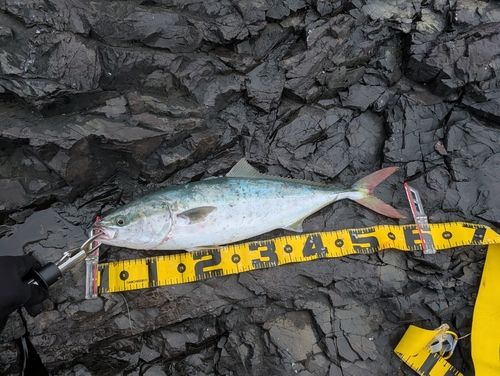 ワラサの釣果