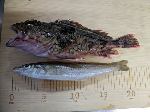 キスの釣果