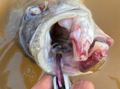 釣果