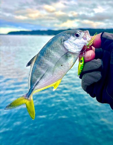 メッキの釣果