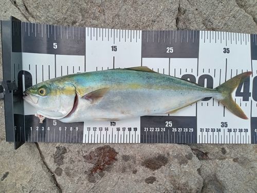 イナダの釣果