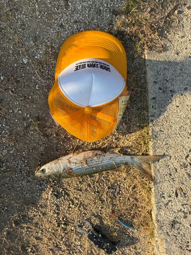 ボラの釣果