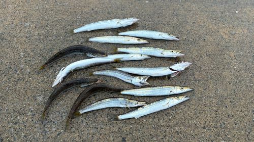 カマスの釣果