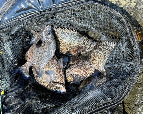 イシガキダイの釣果