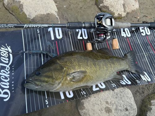 スモールマウスバスの釣果