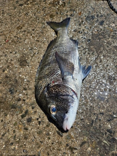 チヌの釣果