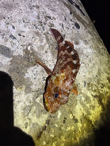 ガシラの釣果