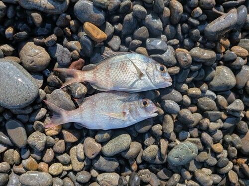 チャリコの釣果