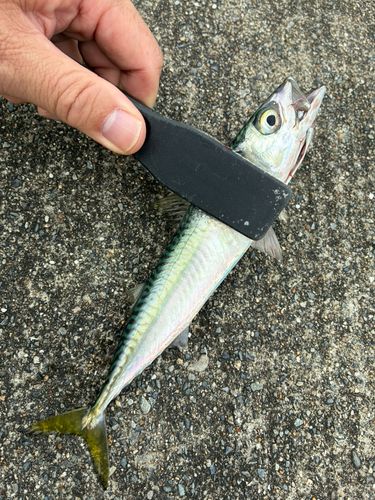 サバの釣果