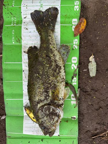 ラージマウスバスの釣果