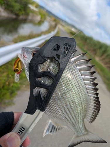 ミナミクロダイの釣果