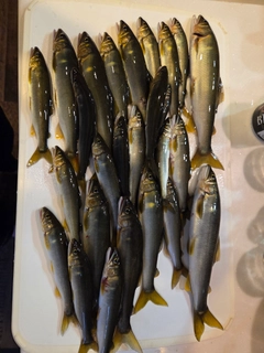 アユの釣果