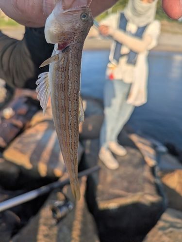 エソの釣果