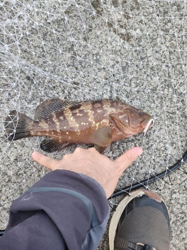 キジハタの釣果