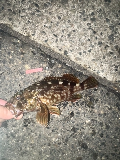 ガシラの釣果