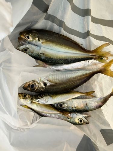 釣果