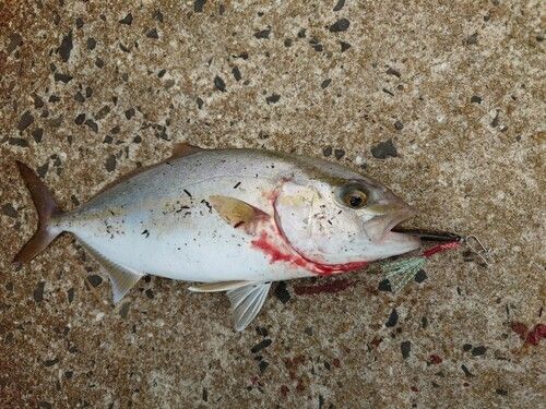 ネリゴの釣果